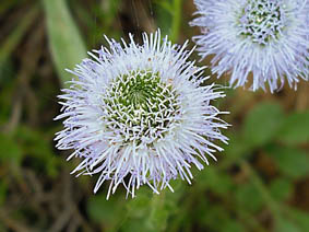 Globularia gracilis